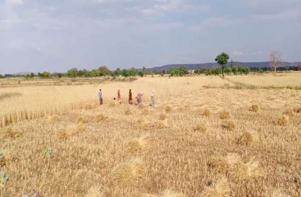 Farmers returned to harvesting villages, laborers and harvesters retur