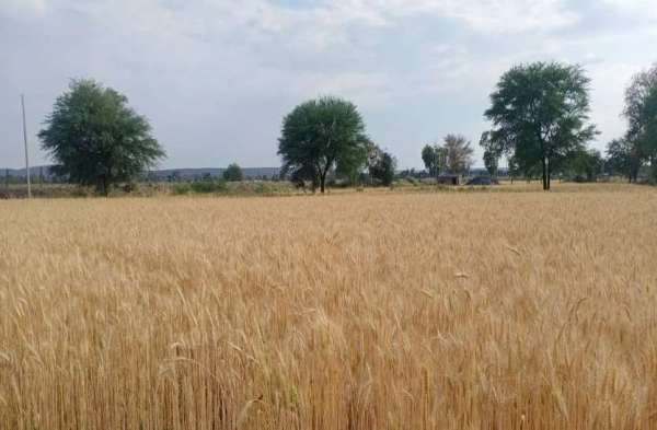 Farmers returned to harvesting villages, laborers and harvesters retur