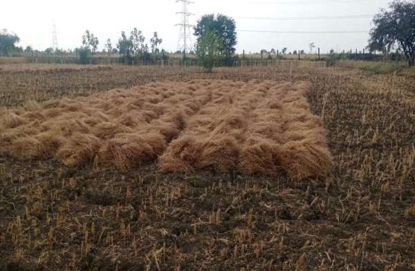 Farmers returned to harvesting villages, laborers and harvesters retur