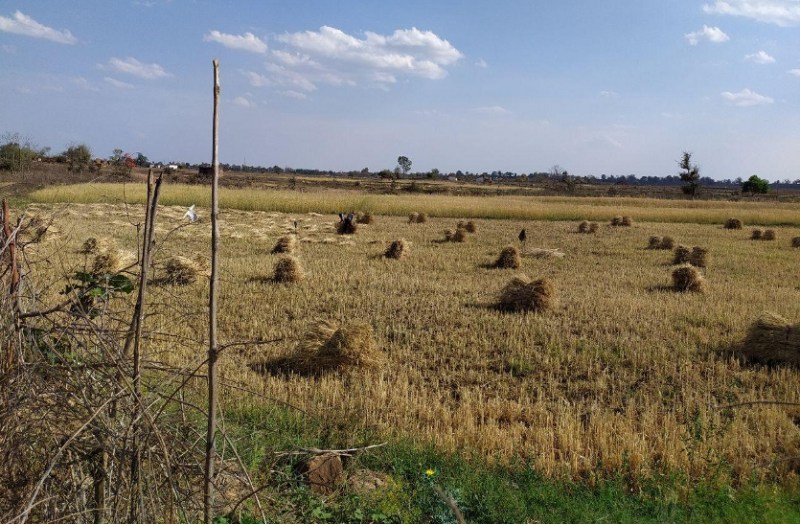 After harvesting wheat in farmer Phool Singh's field, the bundle was kept at a distance of one meter