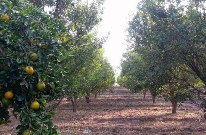 छोटा नागपुर में किसानों के हाल बेहाल