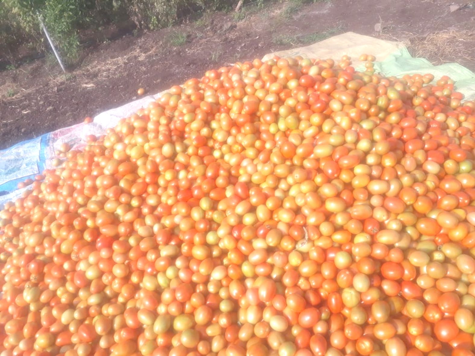 Namad Tomato Growers Association ready to give free vegetables
