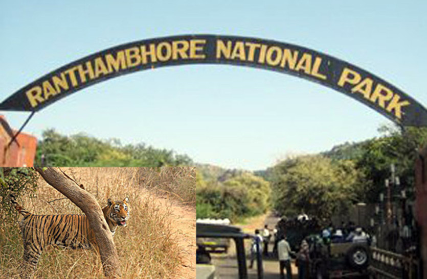 Foreign tourists reach Ranthambore from Saudi Arabia