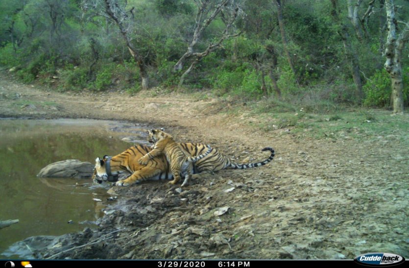 Sarska ST-10 Tigress Seen With A Cub In Sariska Tiger Reserve