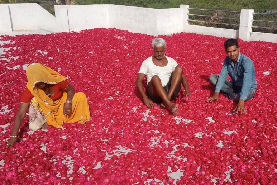 फूल उत्पादक किसानों में छाई मायूसी, लॉकडाउन में बर्बाद हुई गुलाब की खेती