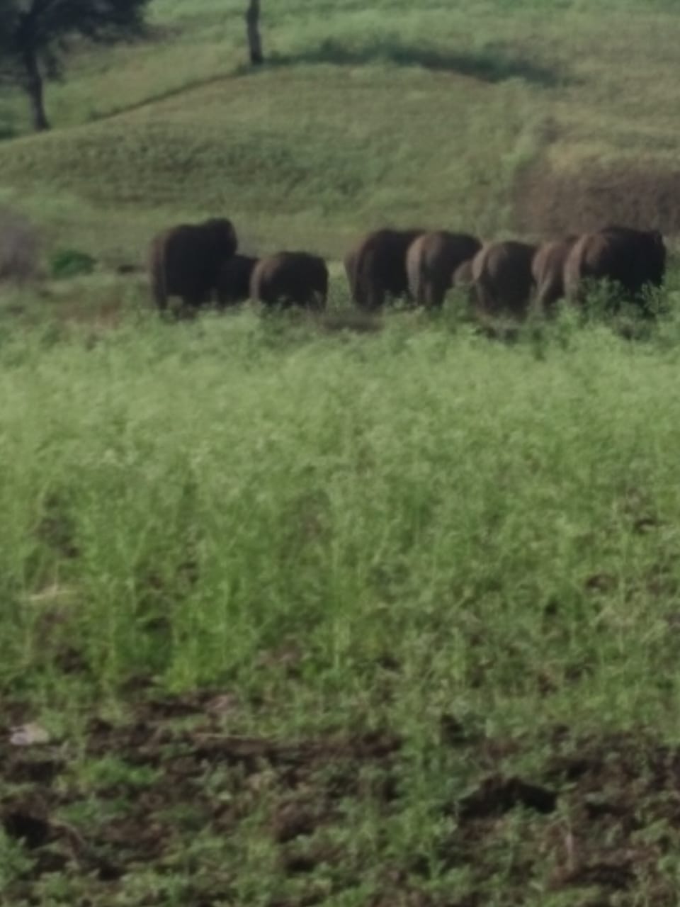 Elephants rushed to village fields, crushed and killed three villagers
