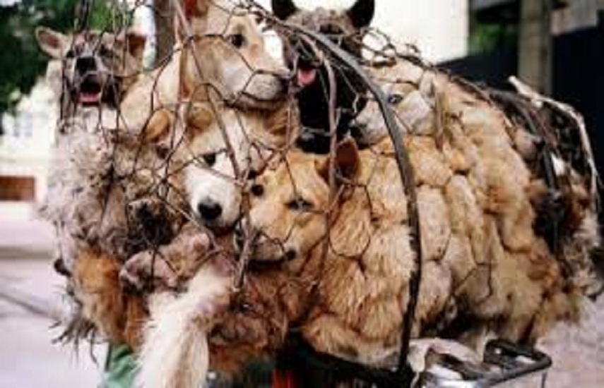 Ban on dog and cat meat