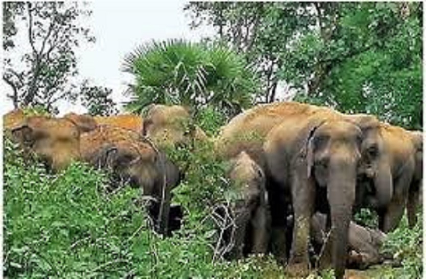 हाथियों की झुंड ने तीन लोगों को पैरों से कुचलकर ली जान, बाघ के हमले से वन सुरक्षाकर्मी की मौत