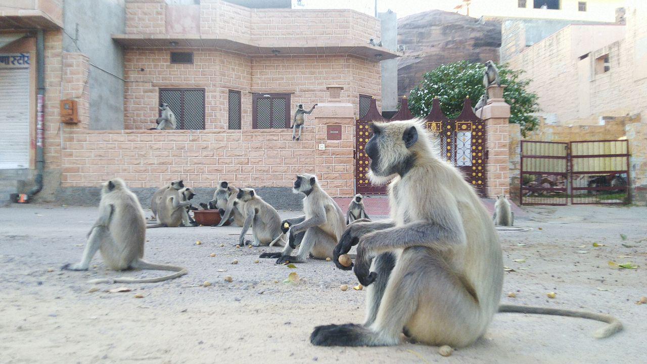 people are taking care of animals during coronavirus lockdown