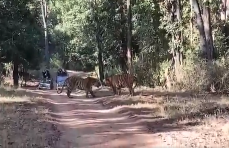 Tiger Fight