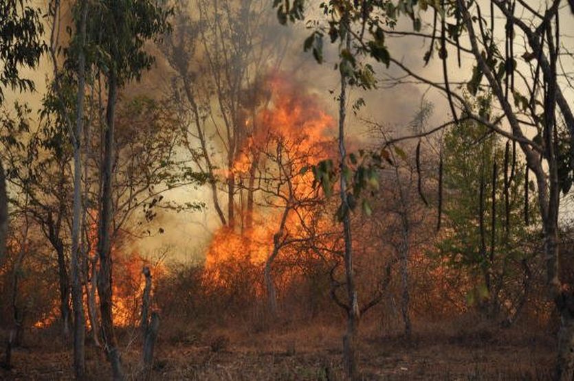 कोरोना महामारी के साथ अब जंगल में आग का प्रसार रोकने की चुनौती