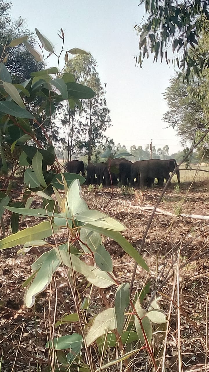 Elephant herd reaches back to Madhya Pradesh's Chhattisgarh border