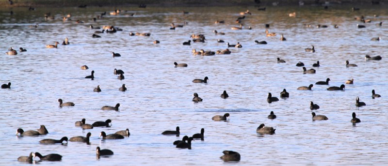 धरती पर लॉकडाउन, आसमान खुला, आ अब लौट चले...