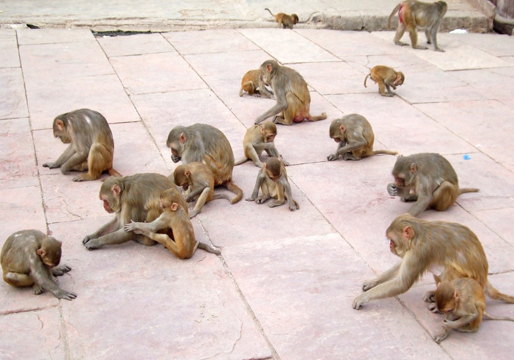 लॉक डाउन इफेक्ट : कान्हा की नगरी मथुरा में भूख से तड़प रहे बंदर