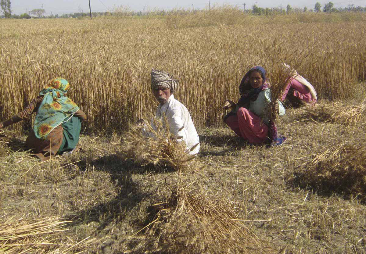 Harvesting of crops affected