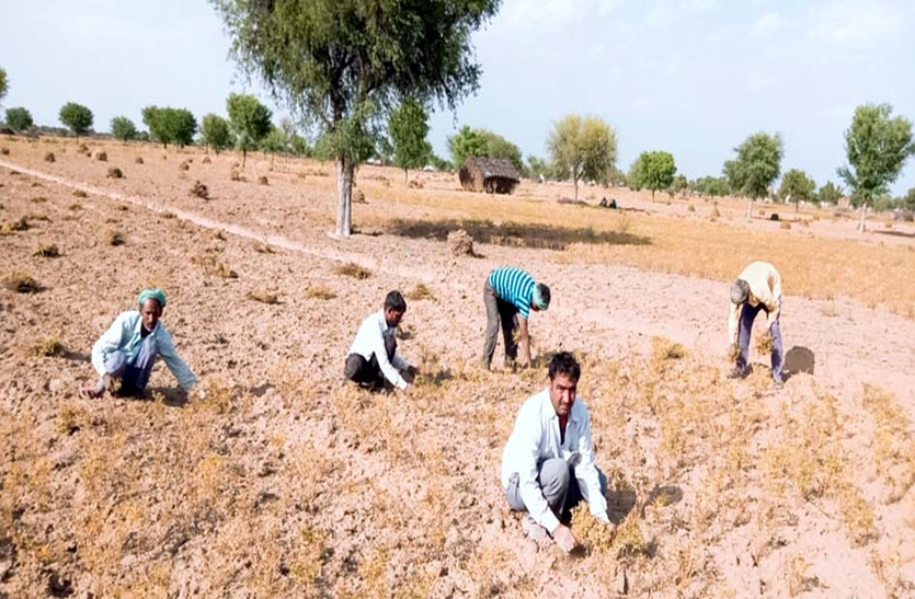 नहीं मिल रहे मजदूर, खेतों में फसलों की कटाई खुद कर रहा परिवार