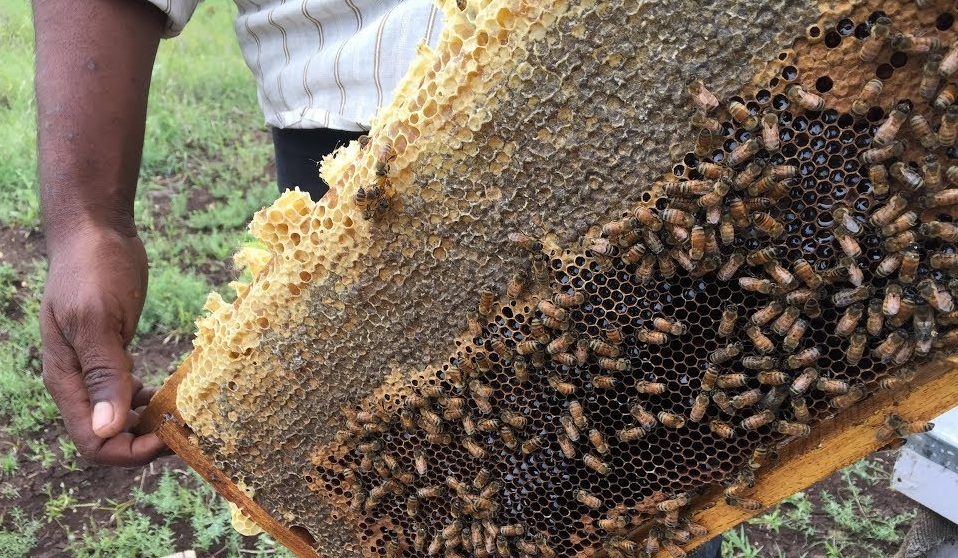 Lockdown Coronavirus :  लॉकडाउन में मधुमक्खी पालकों को छूट
