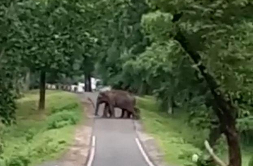 The little guest came in the group of elephants