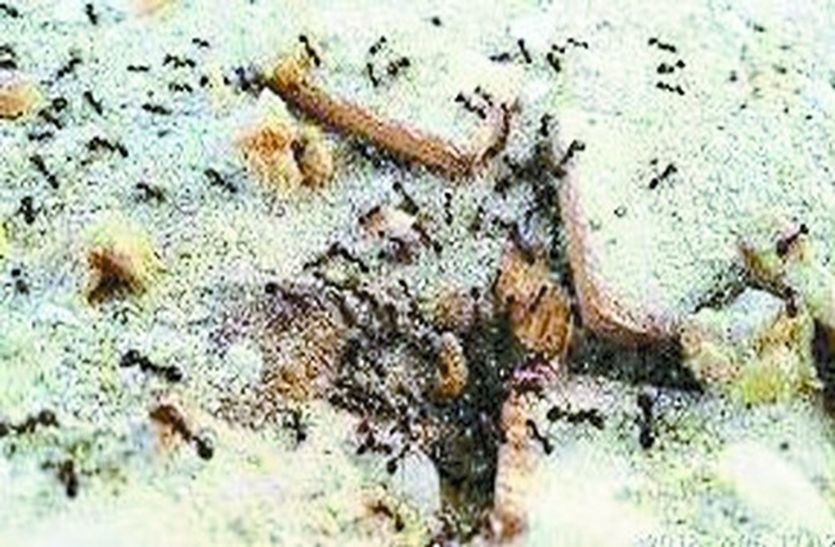 लॉकडाउन की जद: चीटियां भूखी....कीड़ी नगरा सींचने कम निकलते हैं लोग!