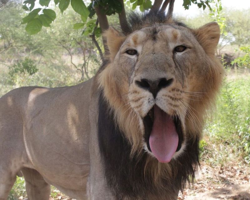 wild animals at machia biological park are not safe of coronavirus