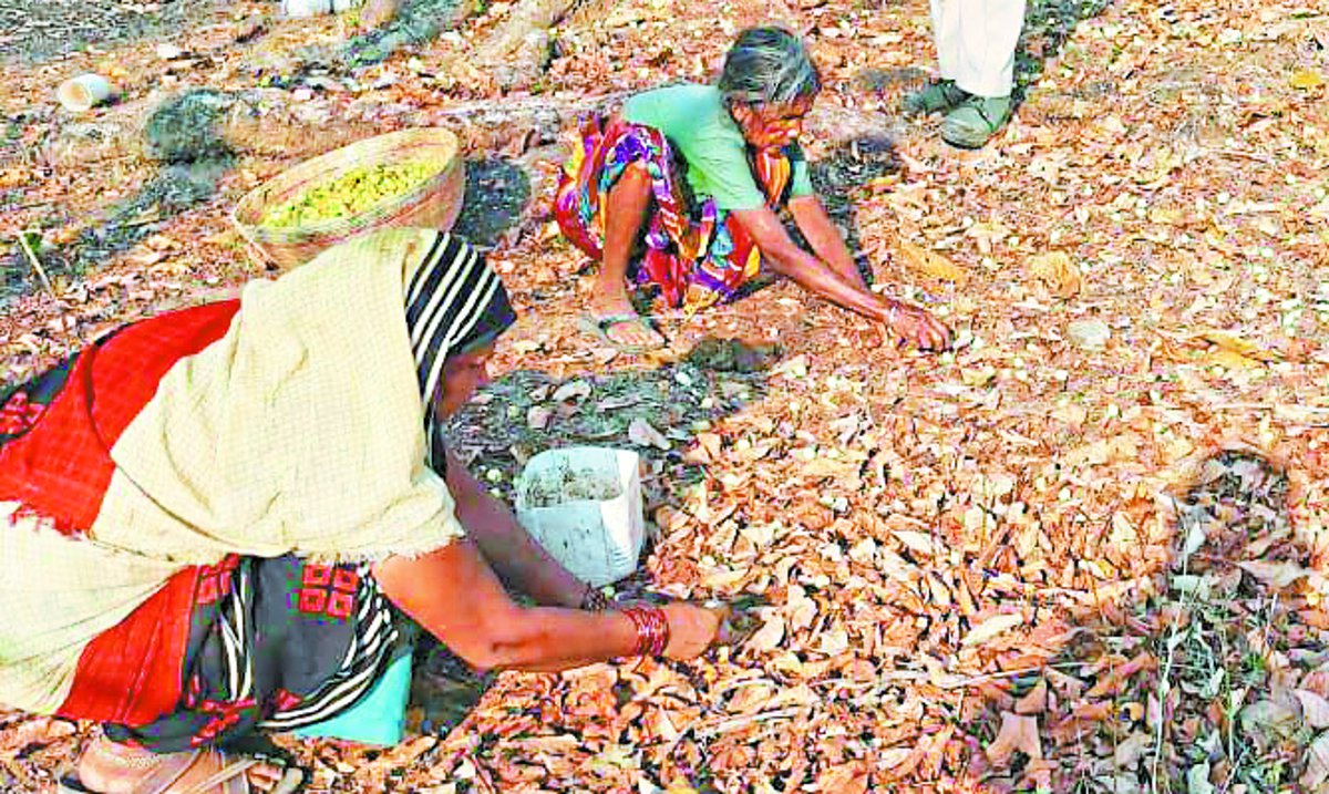 Forest dwellers of Mahua, forest dwellers reach Alsubah