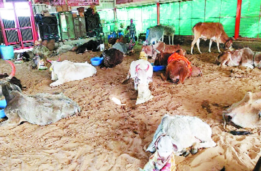 Cows in crisis, neither fodder nor milk is sold