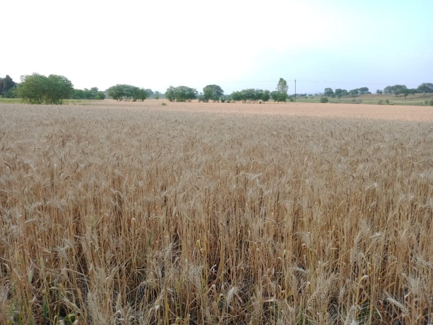Dark clouds increase farmers' concern, wheat crop is standing in the fields