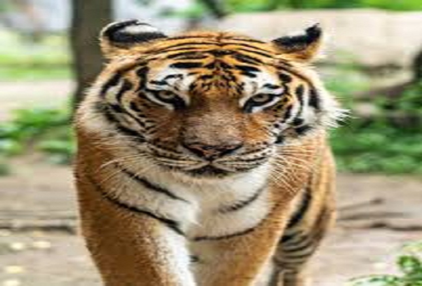tiger in gwalior zoo