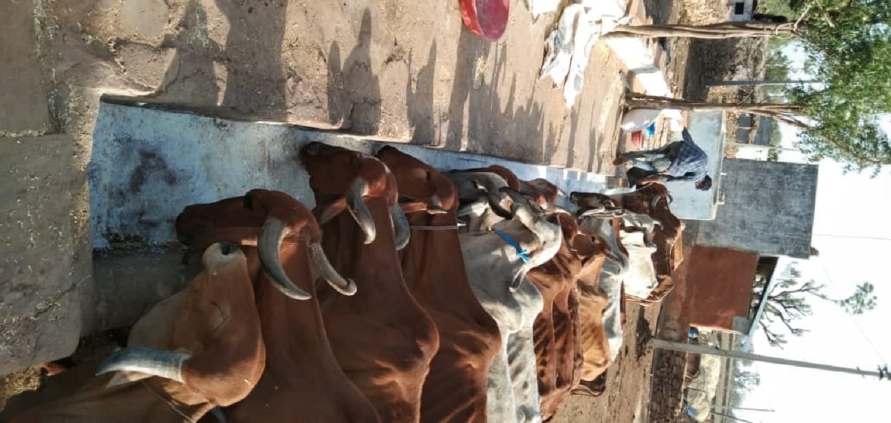 कफ्र्यू में रूकी दूध की बिक्री, पशुपालकों ने गायों को ही पिलाना किया शुरू