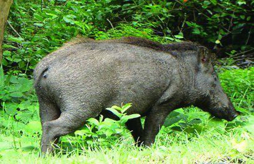 जंगली swine के हमले से 7 घायल