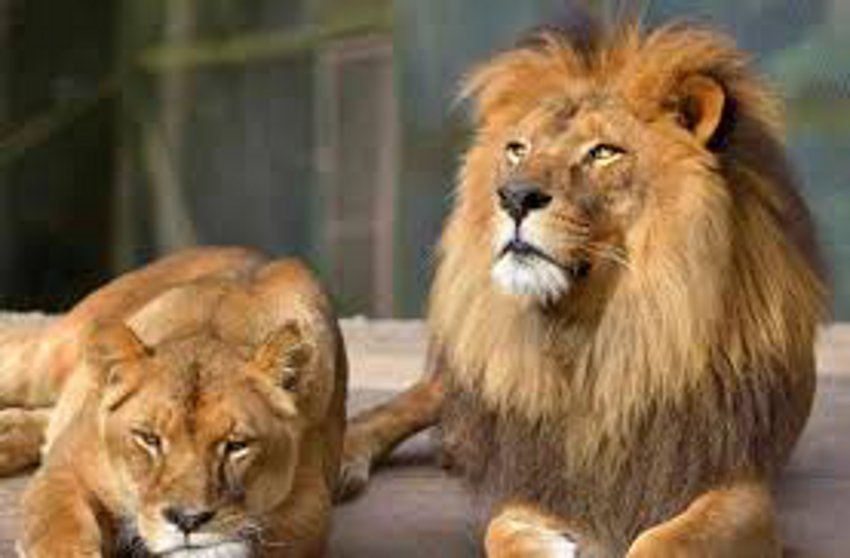 Corona: कोरोना को लेकर गुजरात में एशियाई शेरों की गिनती हो सकती है स्थगित