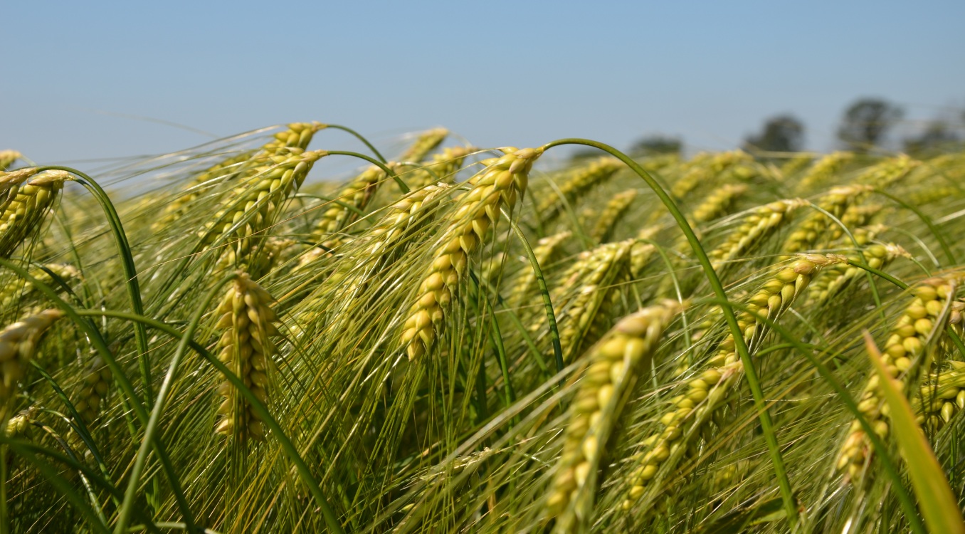Wheat Crop 