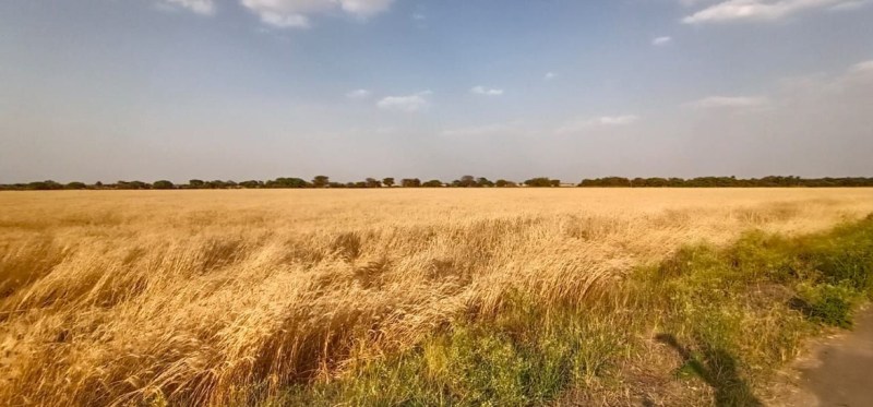 Wheat procurement at support price from 15, number of centers increased to 198