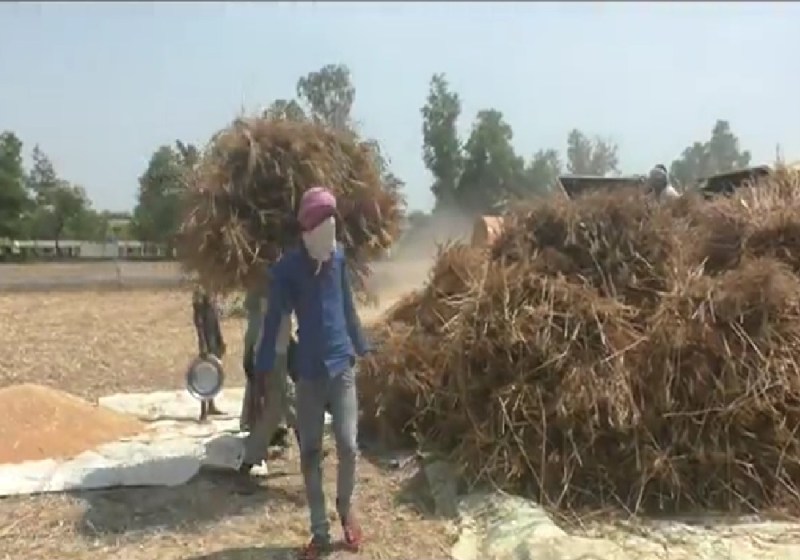 किसानों की फसल तक पहुंचा कोरोना का साया, बिना मजदूर नहीं हो पा रही गेहूं की कटाई