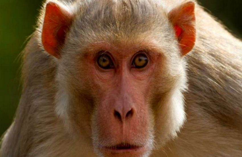 monkey