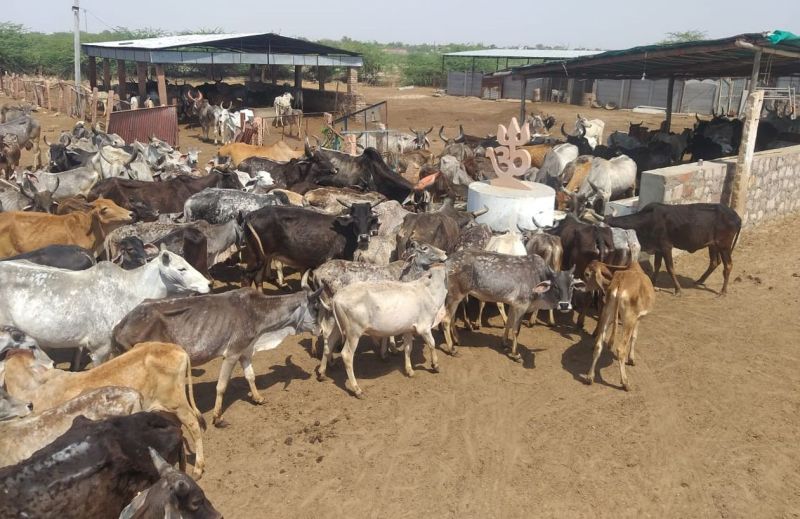 No fodder trains coming in due to lockdown