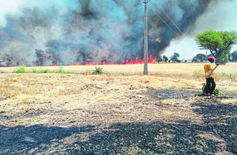 Crop burns in 350 bigha fields due to short circuit