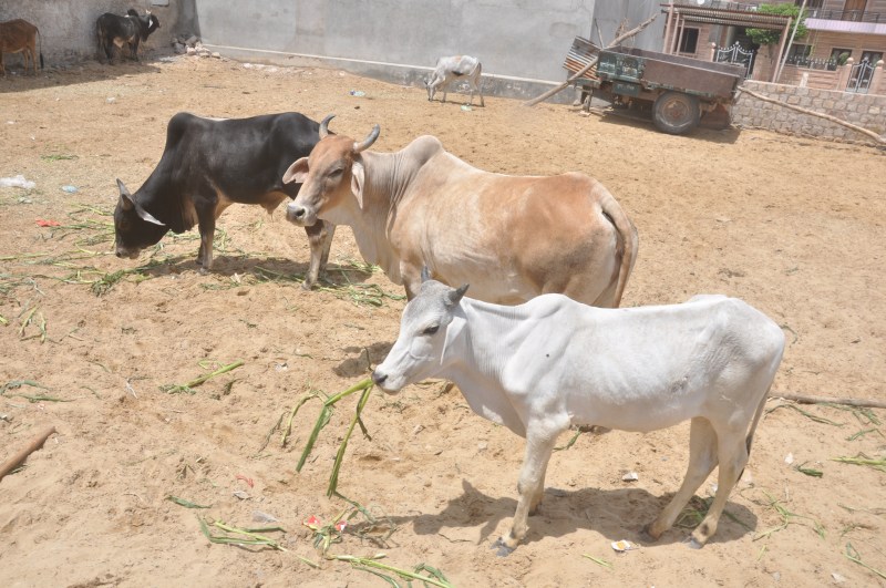 Campaign to catch animals started