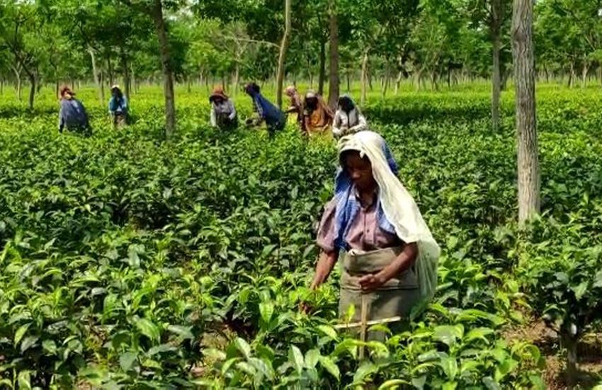 बंगाल मे 25 फीसदी श्रमिकों के साथ खुले चाय बागान