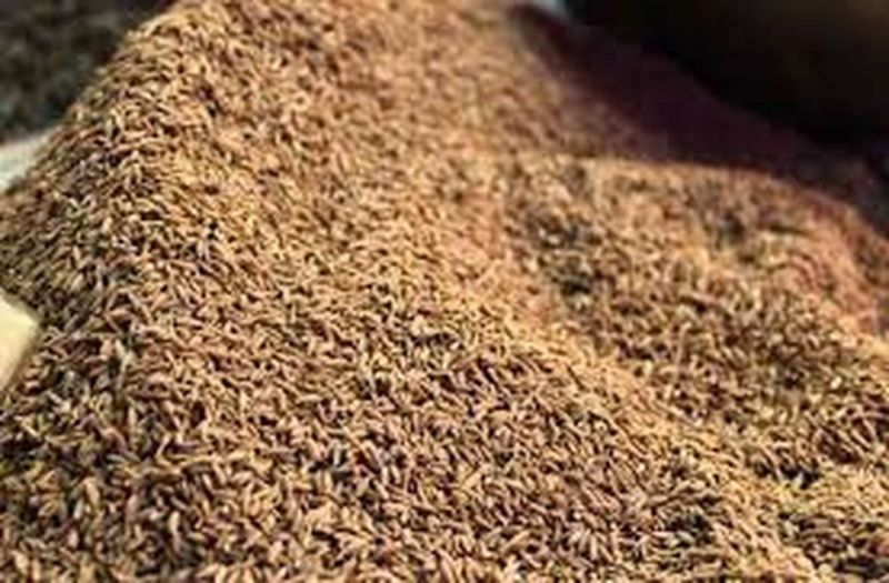 किसानों को मिलेगी राहत, बाड़मेर में उपज की खरीद के लिए 31 इकाइयों को लाइसेंस