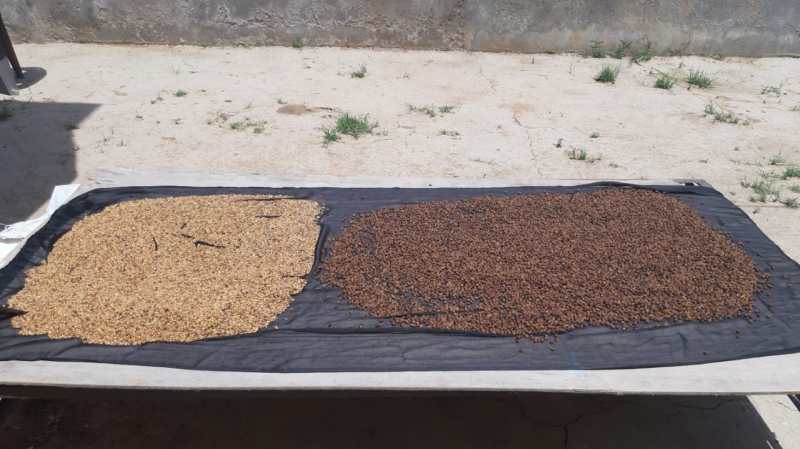 खाली समय में गांवो में बनाया जा रहा स्वादिष्ट सत्तू