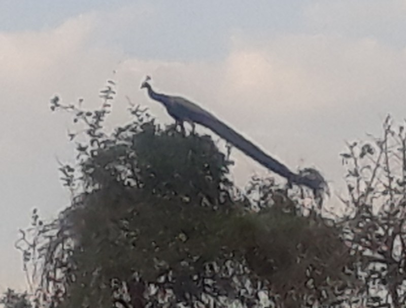लाक डाउन में आसानी से दिखने लगे मोर, बगुले