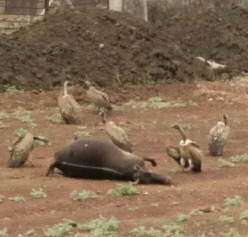 itarsi, sukhtawa range, morpani beat, forest dfo, ,Chamar vulture