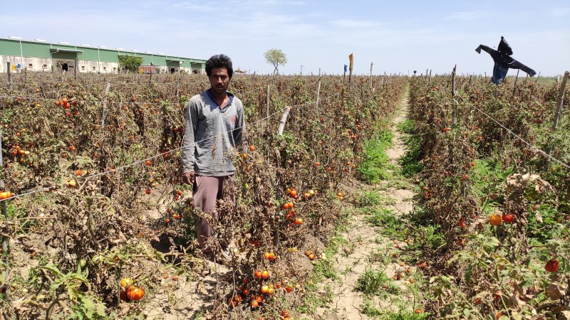 लॉक डाउन से सड़ रहा ९३५ हेक्टेयर जमीन में टमाटर, हफ्ते में तीन दिन ही खुलेगी मंडी