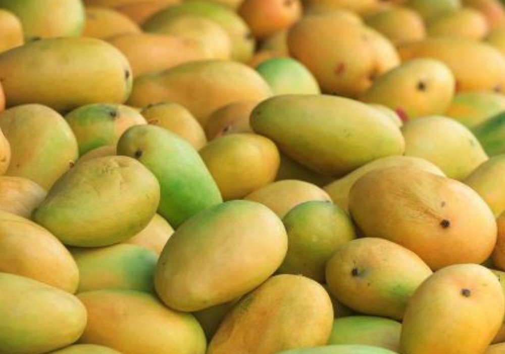 कोरोना इंपैक्ट : बाग में ही सड़ जाएगा दशहरी, लॉकडाउन खत्म न हुआ तो प्रदेश की 15 मैंगो बेल्ट का निर्यात होगा प्रभावित