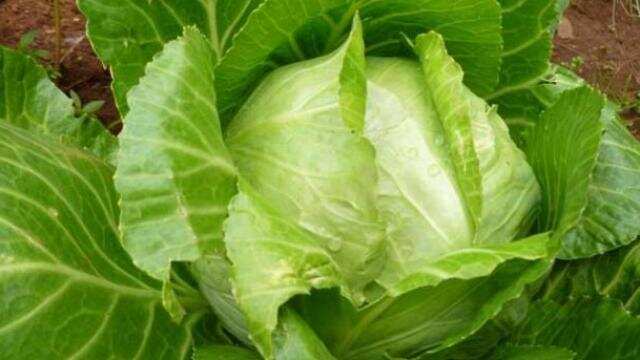पत्ता गोभी को इस तरह धोएंगे तो नहीं रहेगा कीड़ों का डर, जानें बंद गोभी कब होती है हानिकारक?