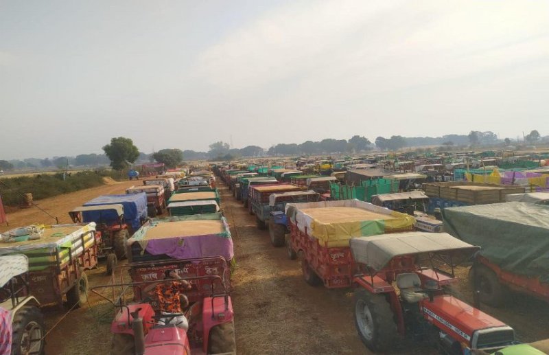 The line of wheat-filled tractor-trolleys in this procurement center