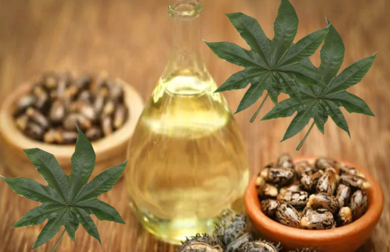 Ricinus Oil Benefits: use Castor oil to boost your immunity