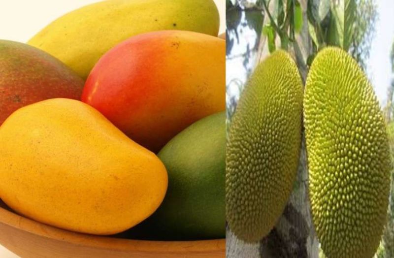 आम तथा कटहल मेले पर अनिश्चितता के बादल