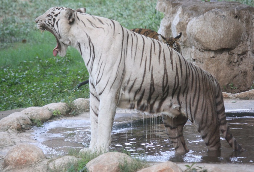 Gandhi Zoological Park Zoo in gwalior